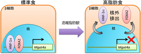 高脂肪食摂取によるGnT-IVa発現低下の仕組みの図