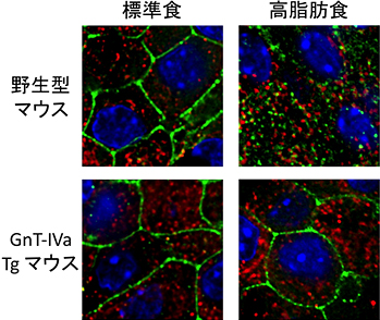 GnT-IVa強制発現によるグルコーストランスポーターの発現維持 （赤：インスリン、緑：グルコーストランスポーター、青：核）の図