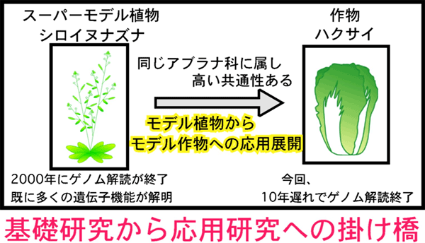 ハクサイを用いた新たな応用研究への展開の図