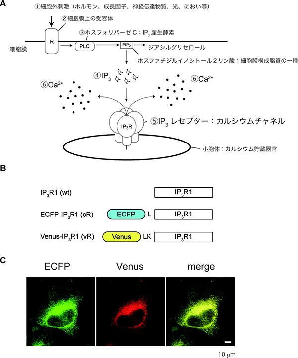 Ca2+シグナルと蛍光タンパク質を融合したIP3レセプターの図