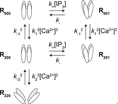 IP3レセプター開口モデルの図