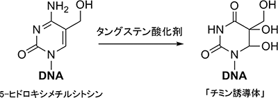 5-ヒドロキシメチルシトシンの酸化と脱アミノ化の図