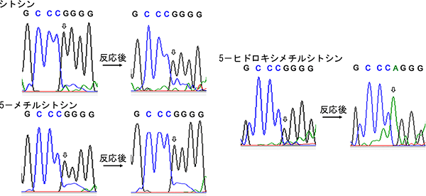 DNAシーケンシング解析の一例の図