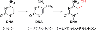 シトシン、5-メチルシトシン、5-ヒドロキシメチルシトシン、アリルアルコールの化学式の図