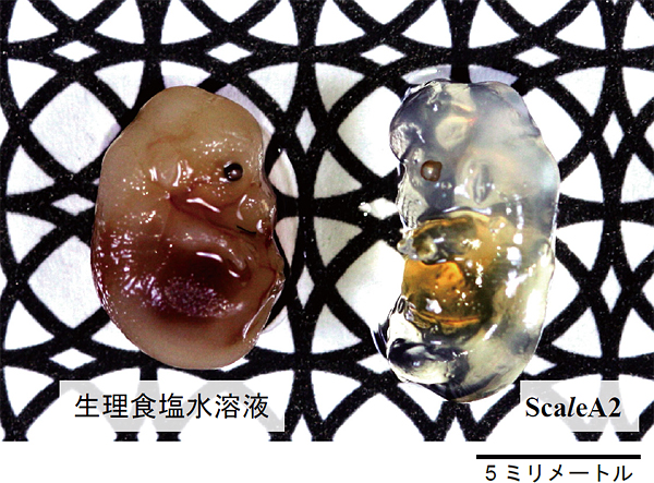 透明化したマウス胎仔（胎生15日）の図