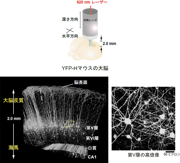 図2二光子励起蛍光顕微鏡で観察したマウスの脳の図