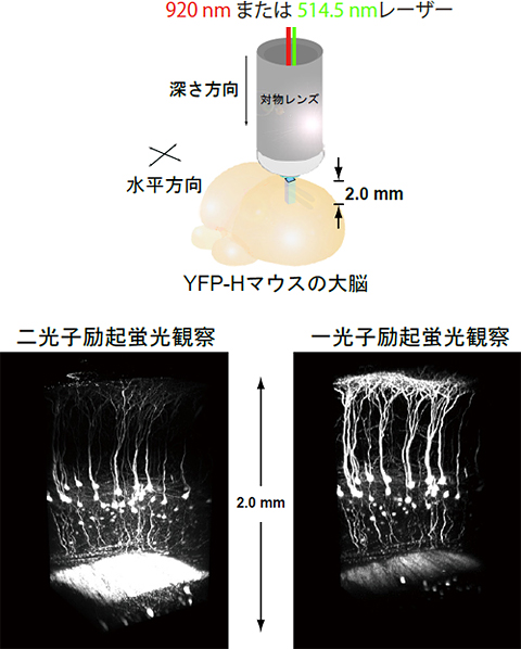 二光子励起蛍光顕微鏡と一光子励起蛍光顕微鏡で観察したマウスの脳の図