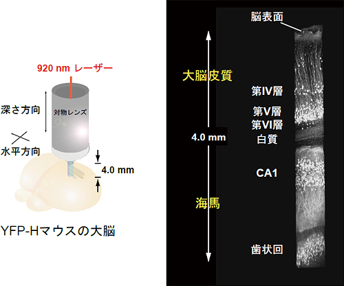 図4二光子励起蛍光顕微鏡で観察したマウスの脳の図
