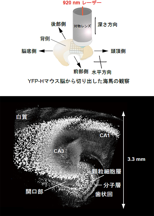 3次元再構築したマウスの海馬の図