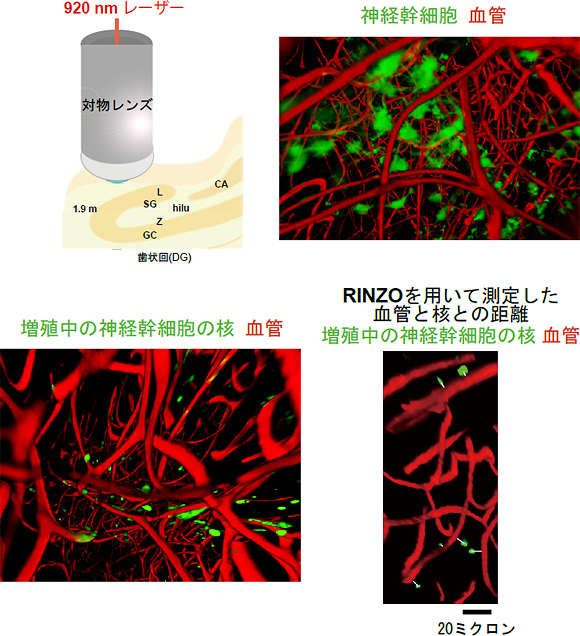 マウスの海馬における神経新生（緑色蛍光）と血管（赤色蛍光）の図