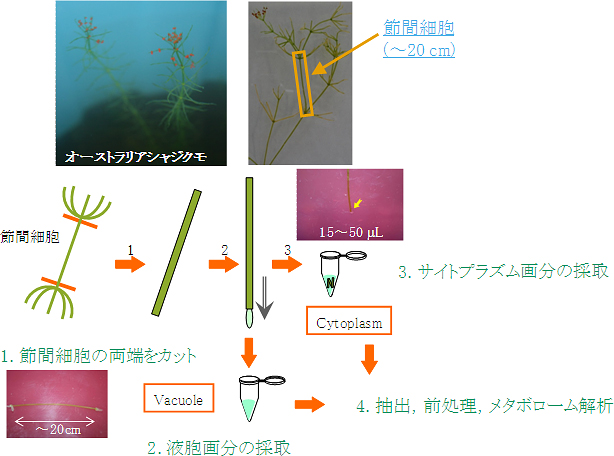 オーストラリアシャジクモ節間細胞から液胞およびサイトプラズムを単離の図