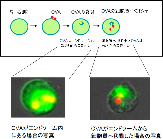 樹状細胞が取り込んだモデル抗原OVAが細胞質へ移行する様子を観察の図