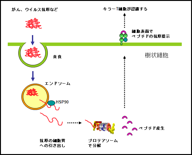 樹状細胞にあるHSP90が抗原提示の過程で果たす役割の図