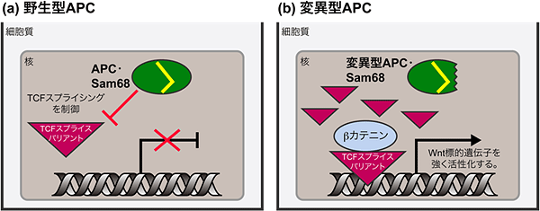 Wntシグナル伝達におけるAPC・Sam68複合体の役割の図