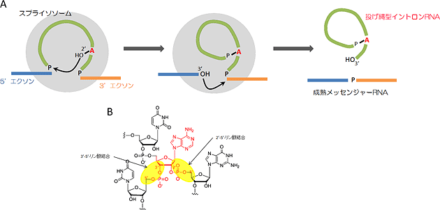 投げ縄型イントロンRNAの形成と、分岐部分の化学構造の図