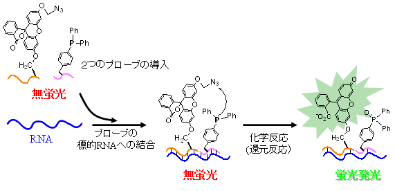 RETFプローブの発光メカニズムの図