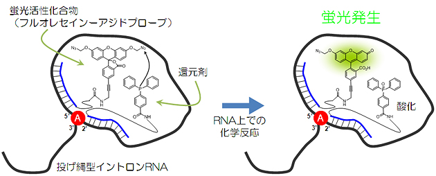 RETFプローブによる投げ縄型イントロンRNAの検出メカニズム