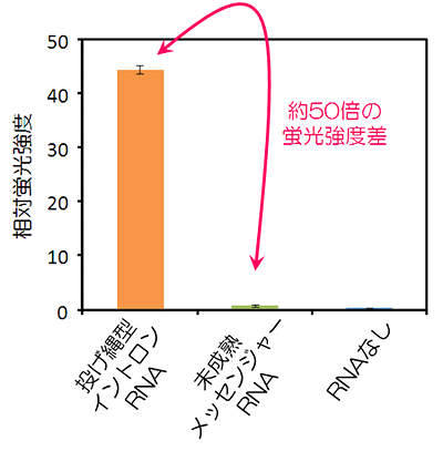 RETFプローブによる投げ縄型イントロンRNAの蛍光検出の図