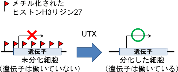 UTXは遺伝子をオフ状態からオン状態にするの図