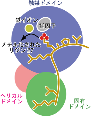 UTXとヒストンH3との結合の模式図の画像