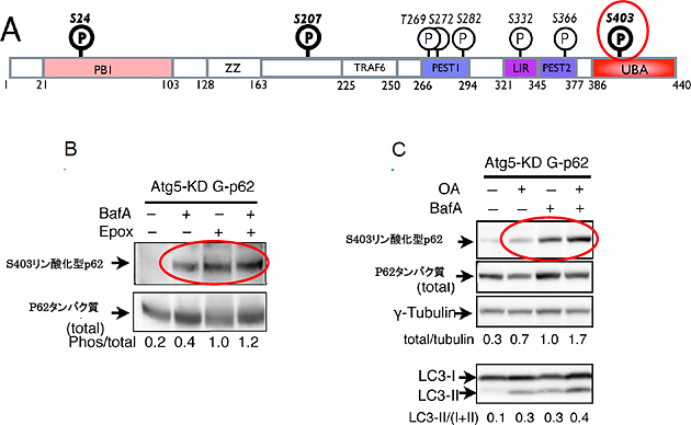 p62の機能はリン酸化による制御を受けているの図