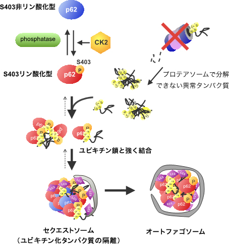 p62のリン酸化による選択的オートファジーの制御機構の図