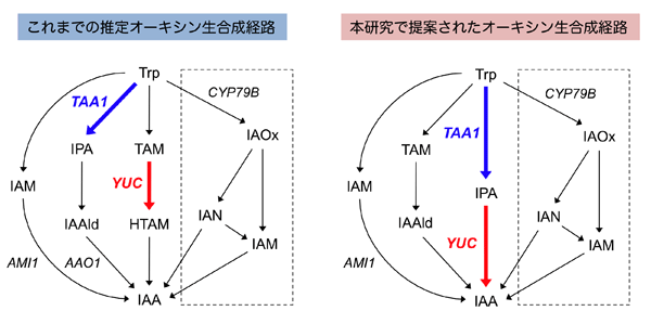 植物のIAA生合成経路の図