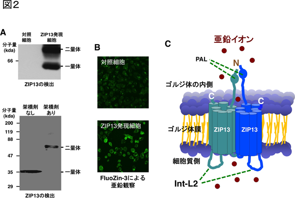 6-アミノヘキサン酸二量体ヒドロラーゼ