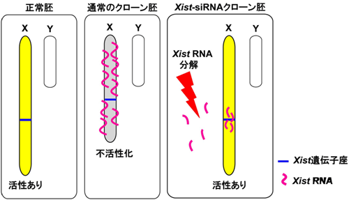 RNA干渉法による体細胞クローン胚でのXist発現抑制の模式図の画像