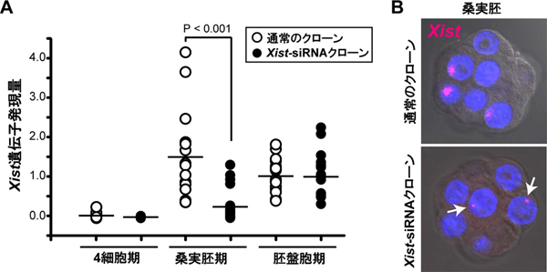 着床前の体細胞クローン胚におけるXist遺伝子の発現パターンの図