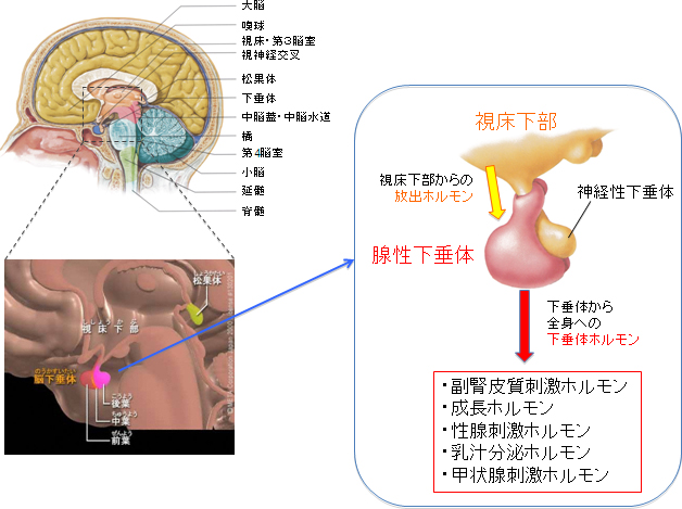 下垂体の構造と機能の図