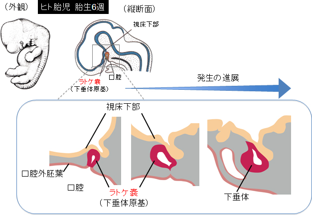 下垂体の発生の図