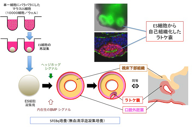 SFEBq法によるES細胞からラトケ嚢の自己組織化の図