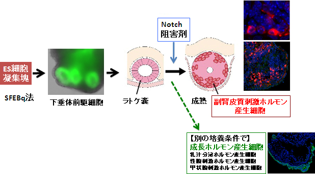 立体培養による下垂体ホルモン産生細胞の分化