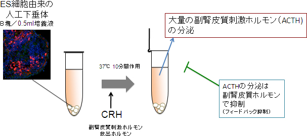 人工下垂体からの下垂体ホルモン（副腎皮質刺激ホルモン）の産生の図