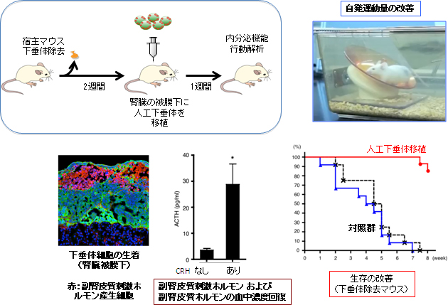 人工下垂体による下垂体機能不全モデルマウスの移植治療の図