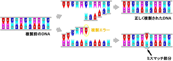 DNAの複製エラーによってミスマッチ部分が生じる仕組みの図