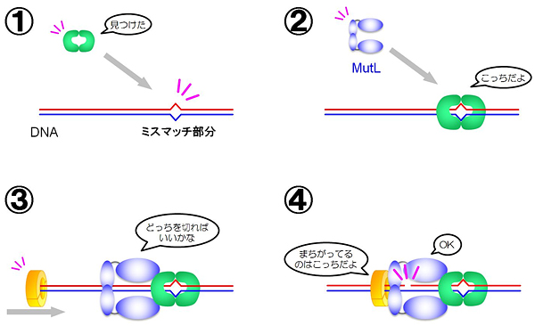 ミスマッチ修復系におけるMutLの働きの図