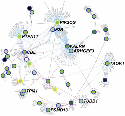 血小板の数や大きさと関連した遺伝子間の相互作用ネットワークの図