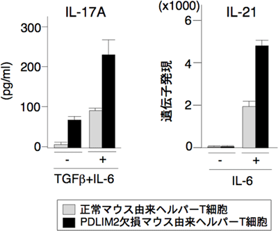 PDLIM2欠損マウス由来T細胞におけるTh17細胞分化の図