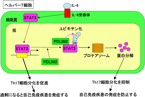 STAT3で誘導されるTh17細胞の分化を、PDlIM2が抑制するメカニズムの図