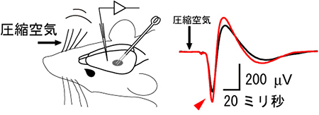 シナプス可塑性の誘導法の図