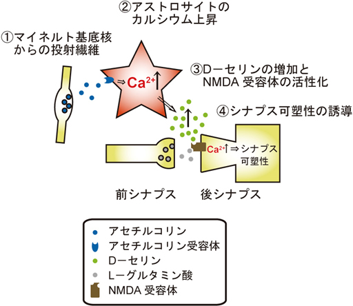 シナプス可塑性にアストロサイトが関与する経路の図