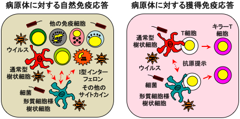 形質細胞様樹状細胞による自然免疫応答と獲得免疫応答の誘導の図