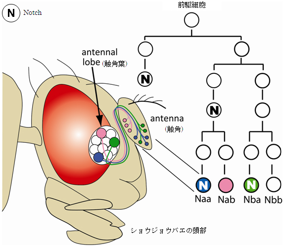 前駆細胞が細胞分裂を繰り返して嗅覚神経細胞を生み出す系譜の図