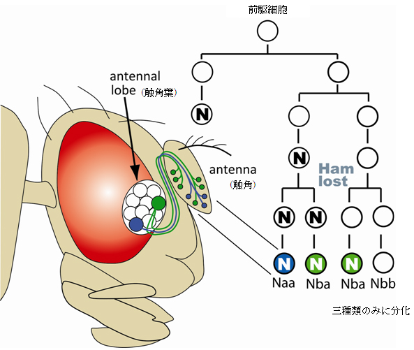 Hamletを欠損させたときの嗅覚神経細胞の数の変化の図