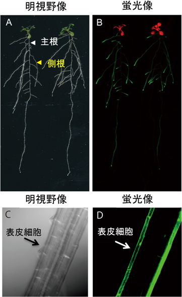 NRT2.4遺伝子の植物体での発現場所の図