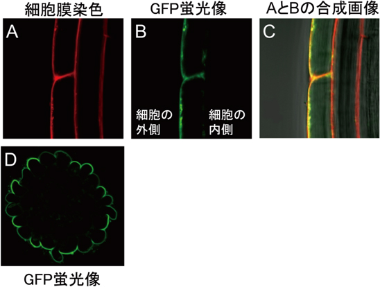 表皮細胞内でのNRT2.4タンパク質の存在場所の図