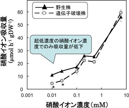 野生株とNRT2.4遺伝子破壊株の硝酸イオンの吸収能の図