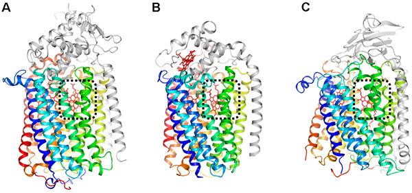 呼吸酵素の全体構造の比較の図